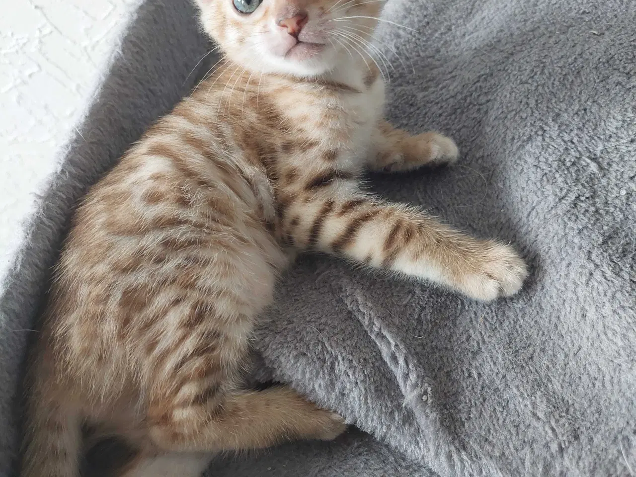 Billede 3 - Bengal killinger 