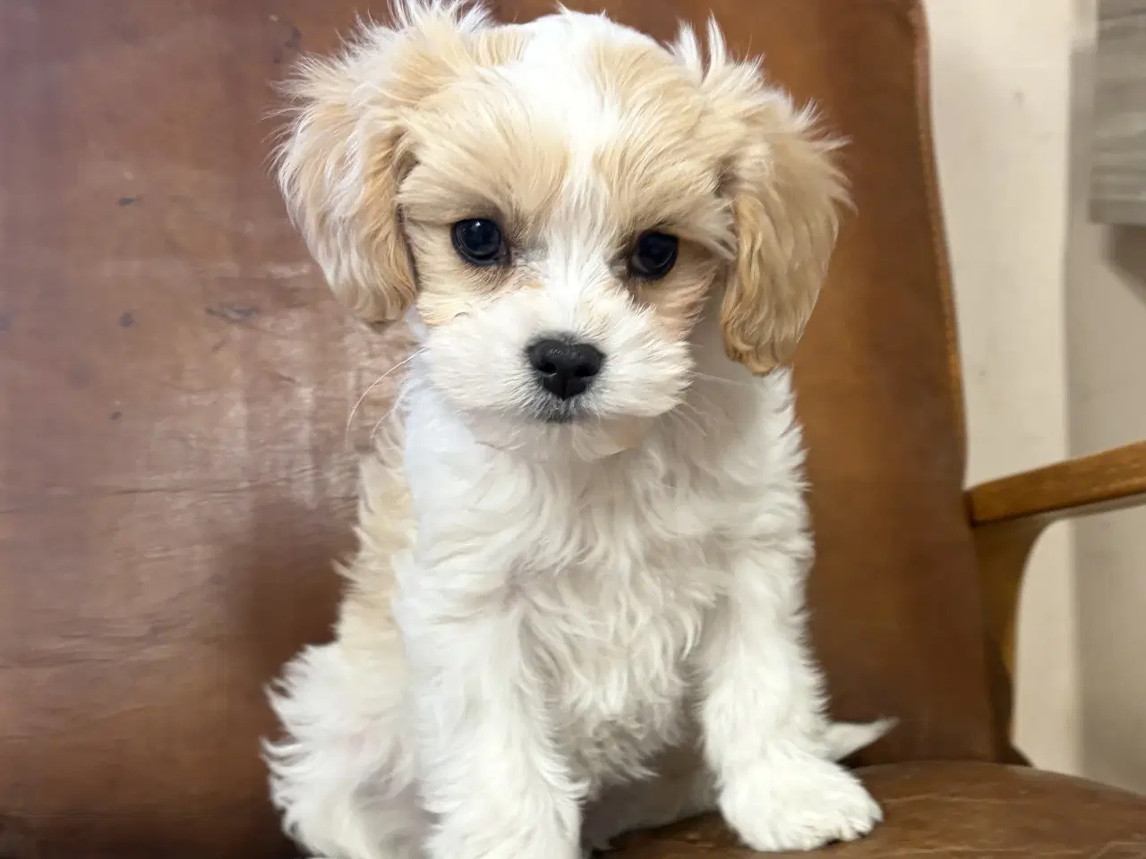 Billede 7 - Den smukkeste Mini Cavapoo pige 