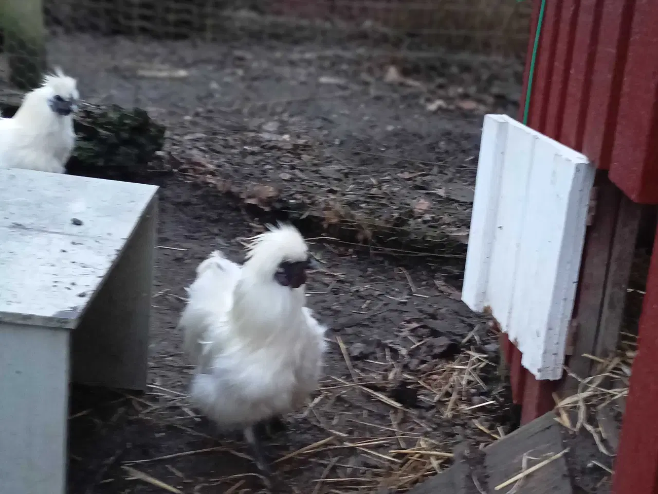 Billede 10 - Silkehaner. Hvis silkedværg haner.