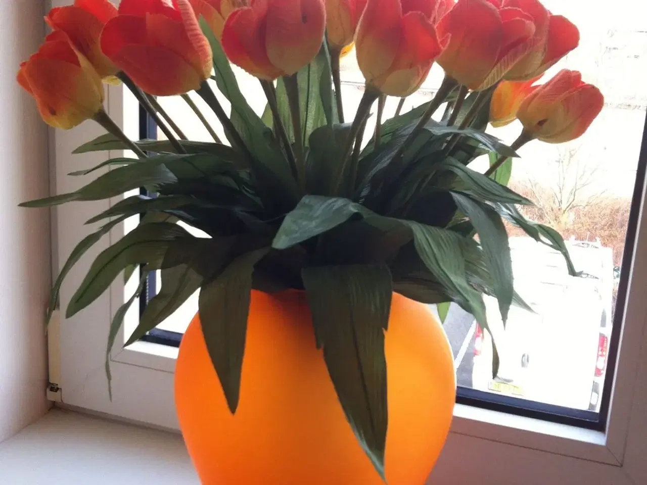 Billede 3 - Orange tulipaner til salg