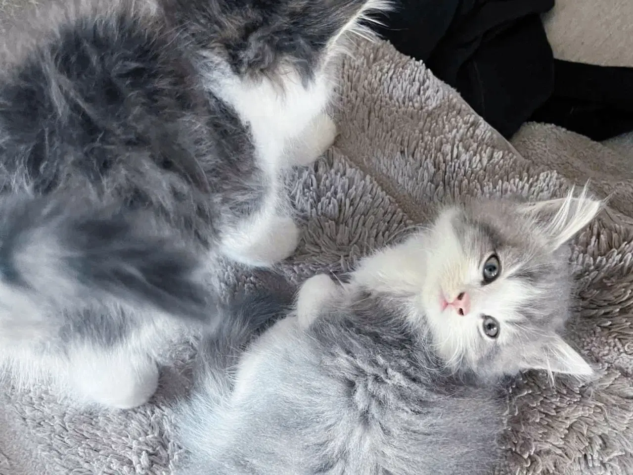 Billede 6 - Mainecoon killinger 