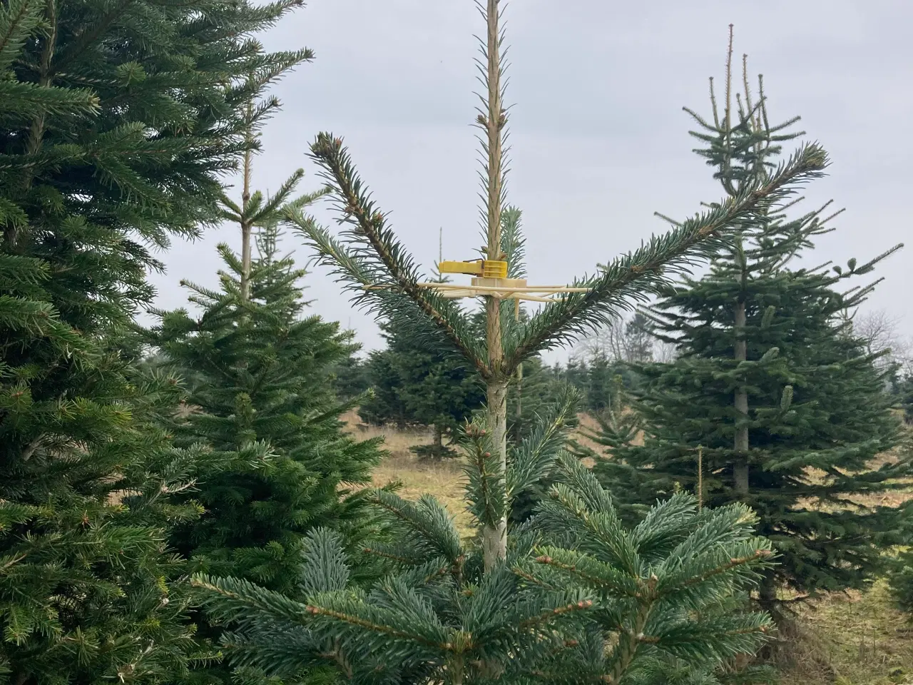 Billede 3 - Grenrettere/Topringe til juletræer