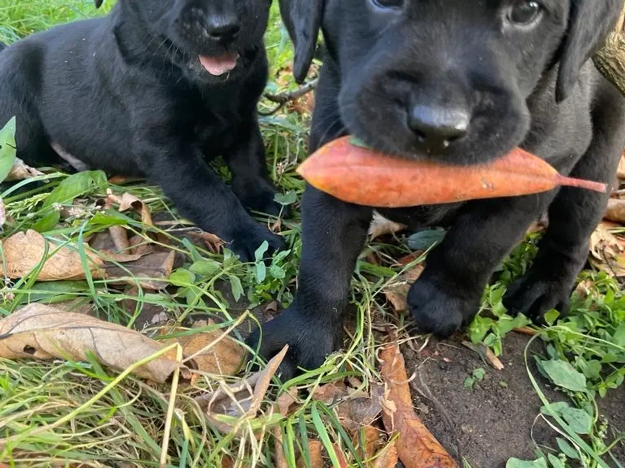 Billede 4 - Ægte labrador hvalpe