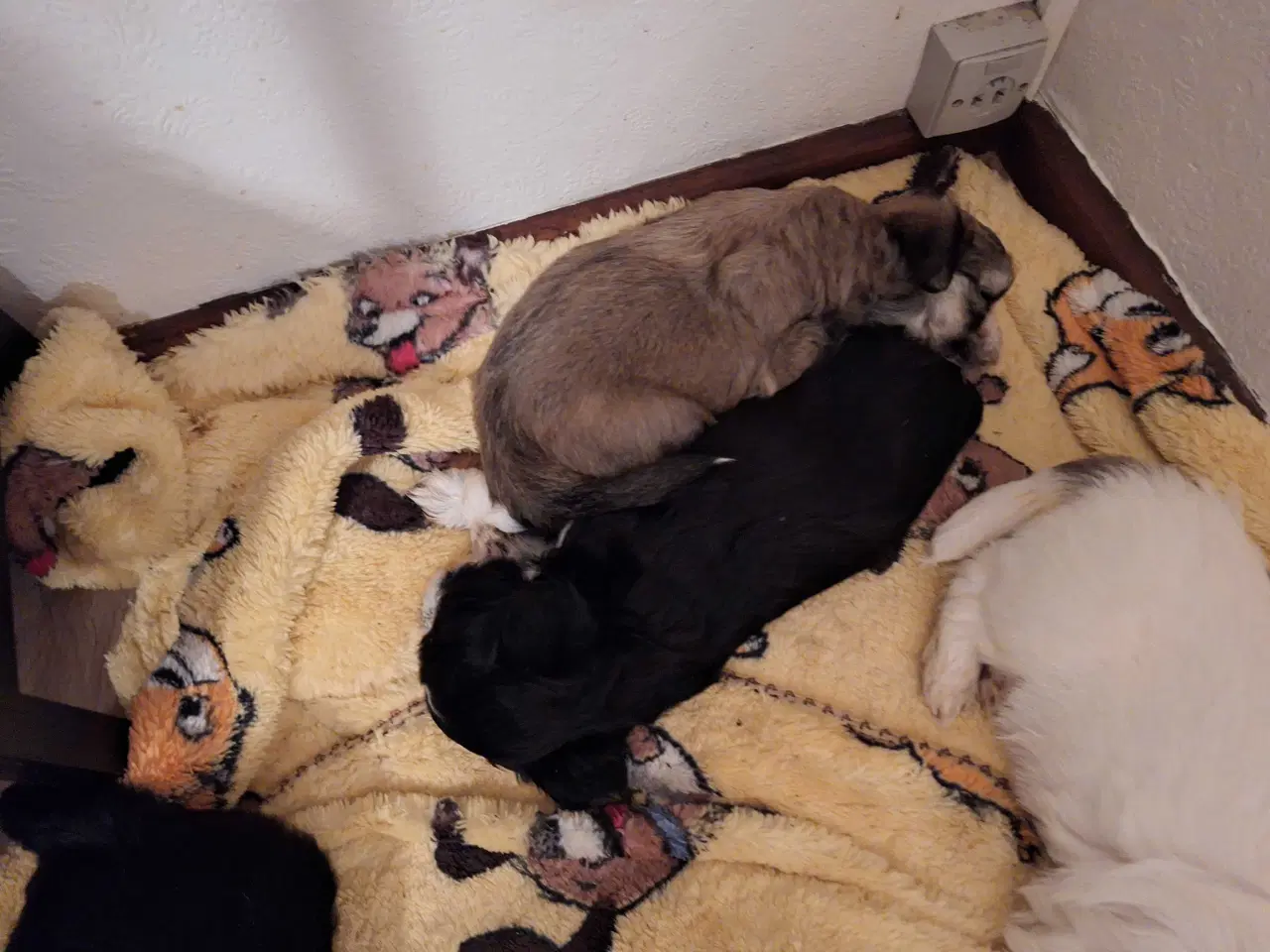 Billede 3 - Lhasa apso / malteser