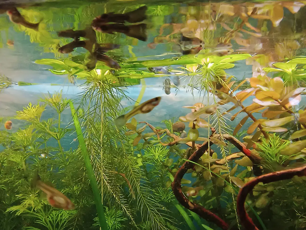 Billede 1 - Guppy blue moskow