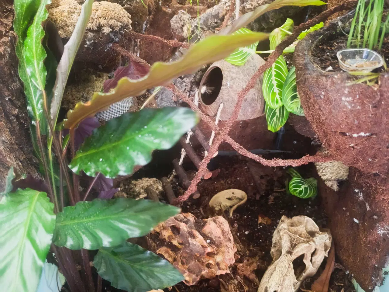 Billede 3 - terrarium komplet med en sund og rolig kronegekko.
