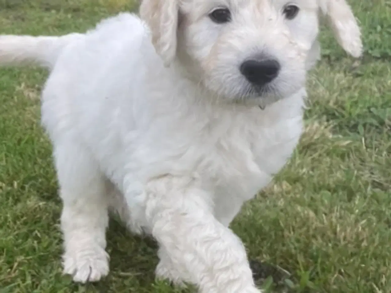 Billede 19 - Doodle - Goldendoodle-hvalpe