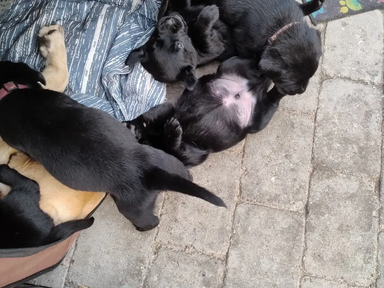 Billede 2 - Labrador hvalpe 