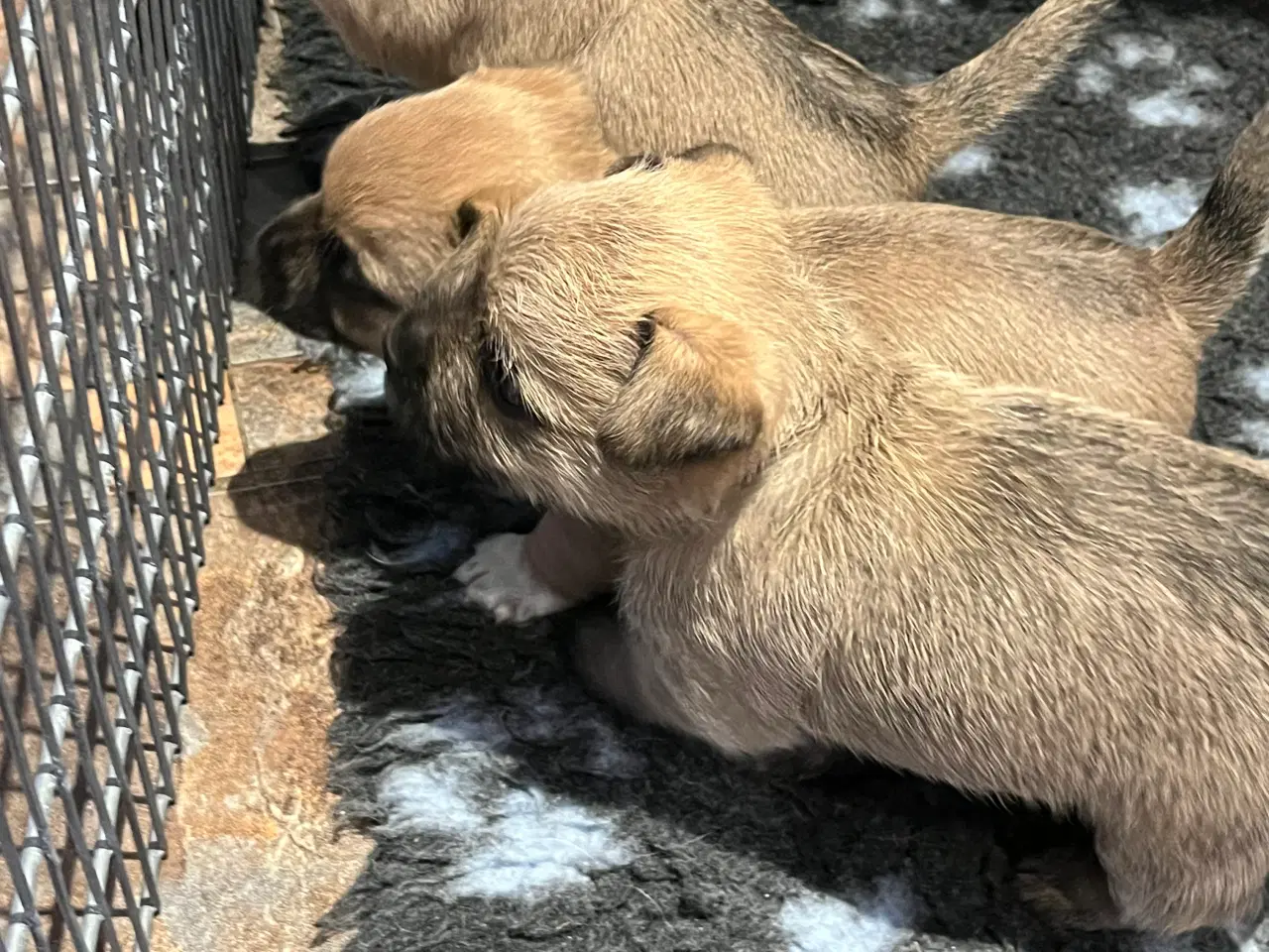 Billede 3 - Cairn terrier hvalpe sælges 