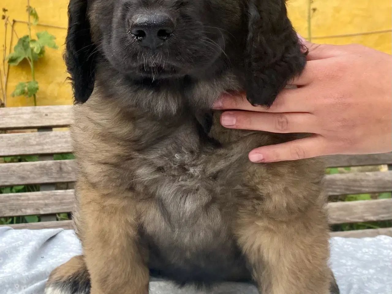 Billede 3 - Leonberger tæve hvalp