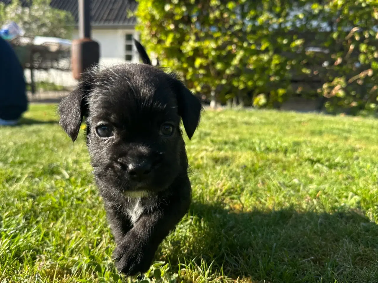 Billede 4 - KUN 4 hvalpe tilbage🐶