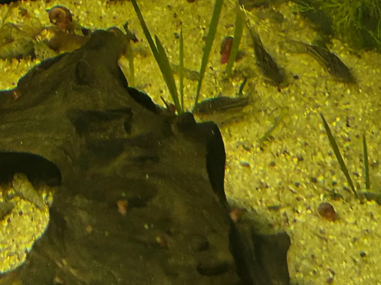 Billede 3 - 🐠✨ Nannus pansermaller – Fredelige bundfisk