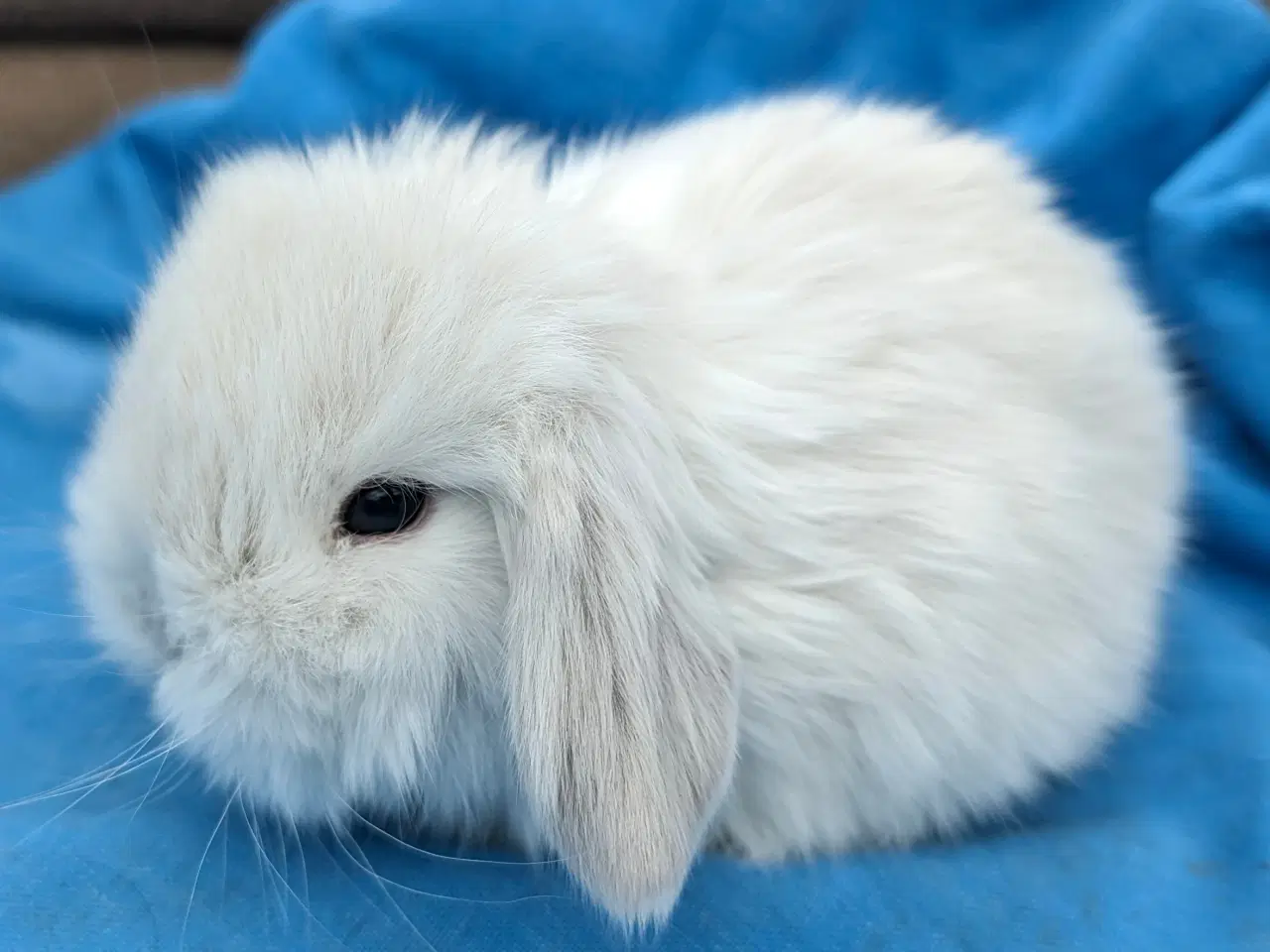 Billede 1 - Minilop kaninunge sælges