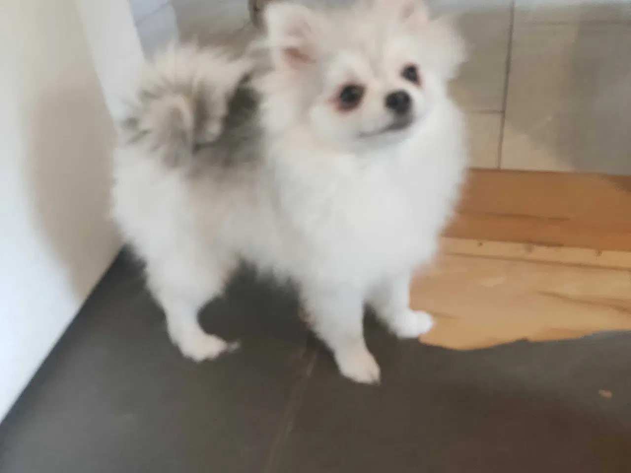 Billede 4 - Mini Pomeranian 