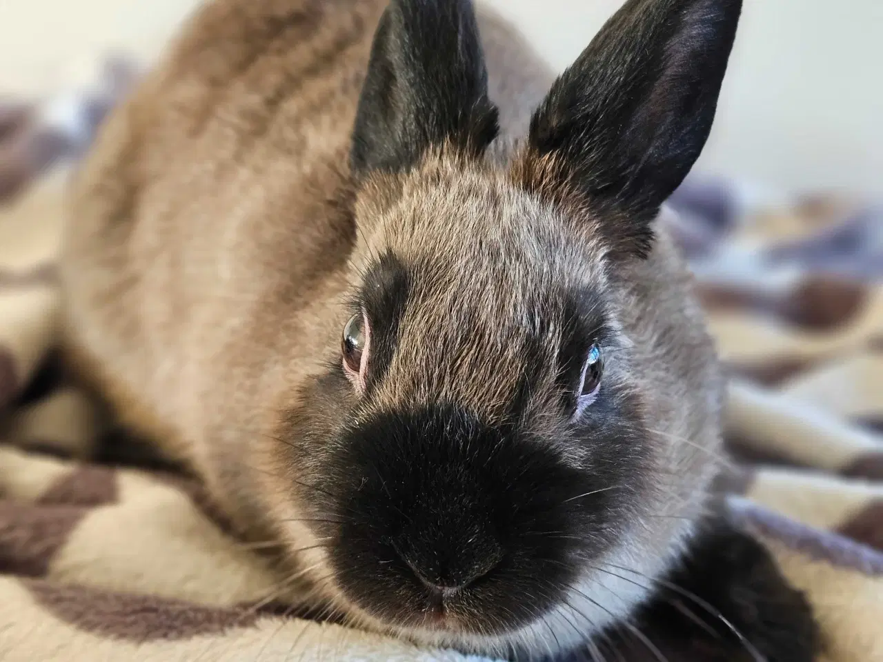 Billede 1 - Kanin grå/sort 1/2 år