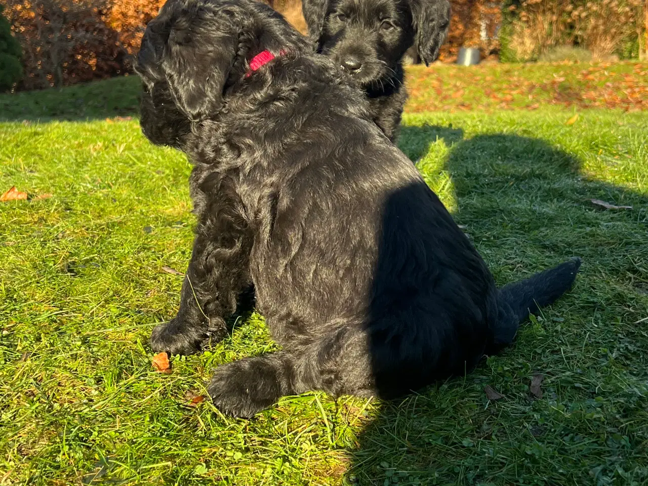 Billede 4 - Labradoodle-blandinger. 2 tæver tilbage ❤️🩷