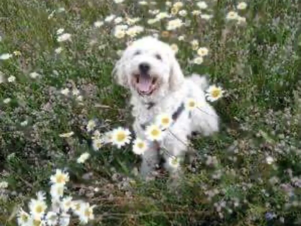 Billede 9 - Labradoodle