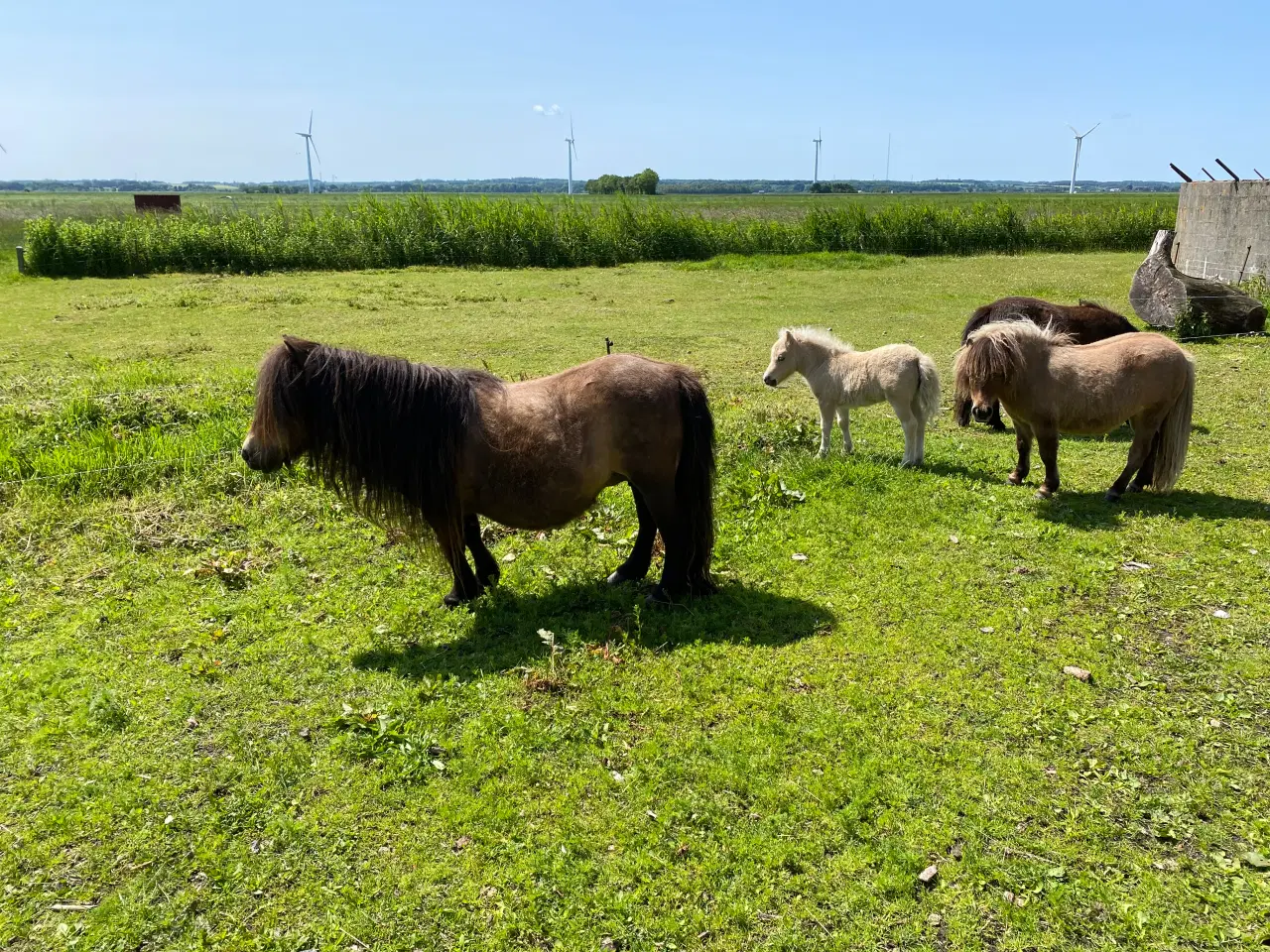 Billede 3 - Shetlænder avlshoppe med masser af hår