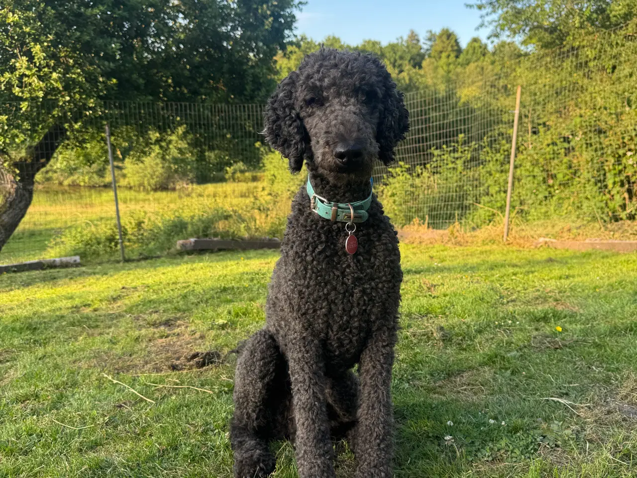 Billede 9 - Cockerdoodle / Cockapoo / Cockerpoo / Doodle hvalp