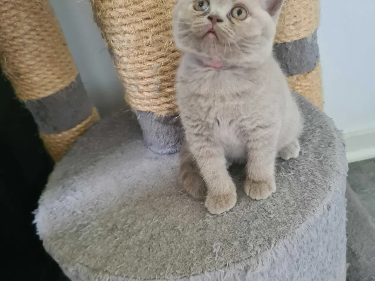Billede 6 - British Shorthair killinger 