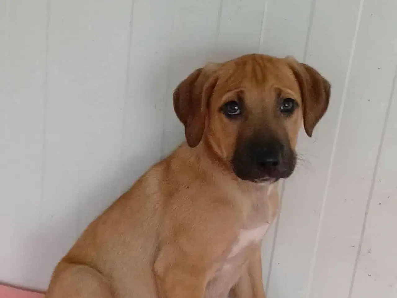 Billede 7 - Lille Odin søger familie