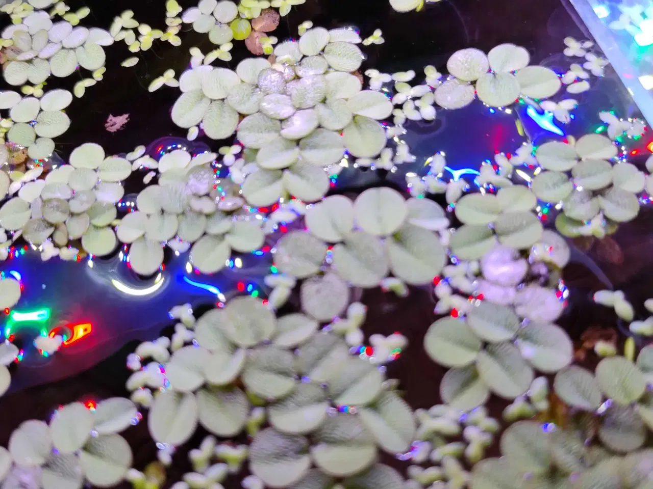 Billede 1 - Akvarie planter Gratis