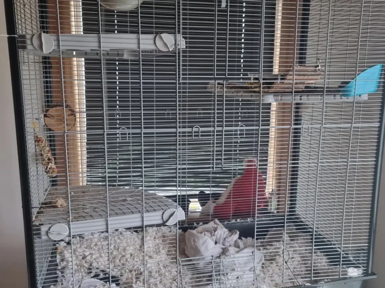 Billede 6 - 2 fritter/ilder med bur