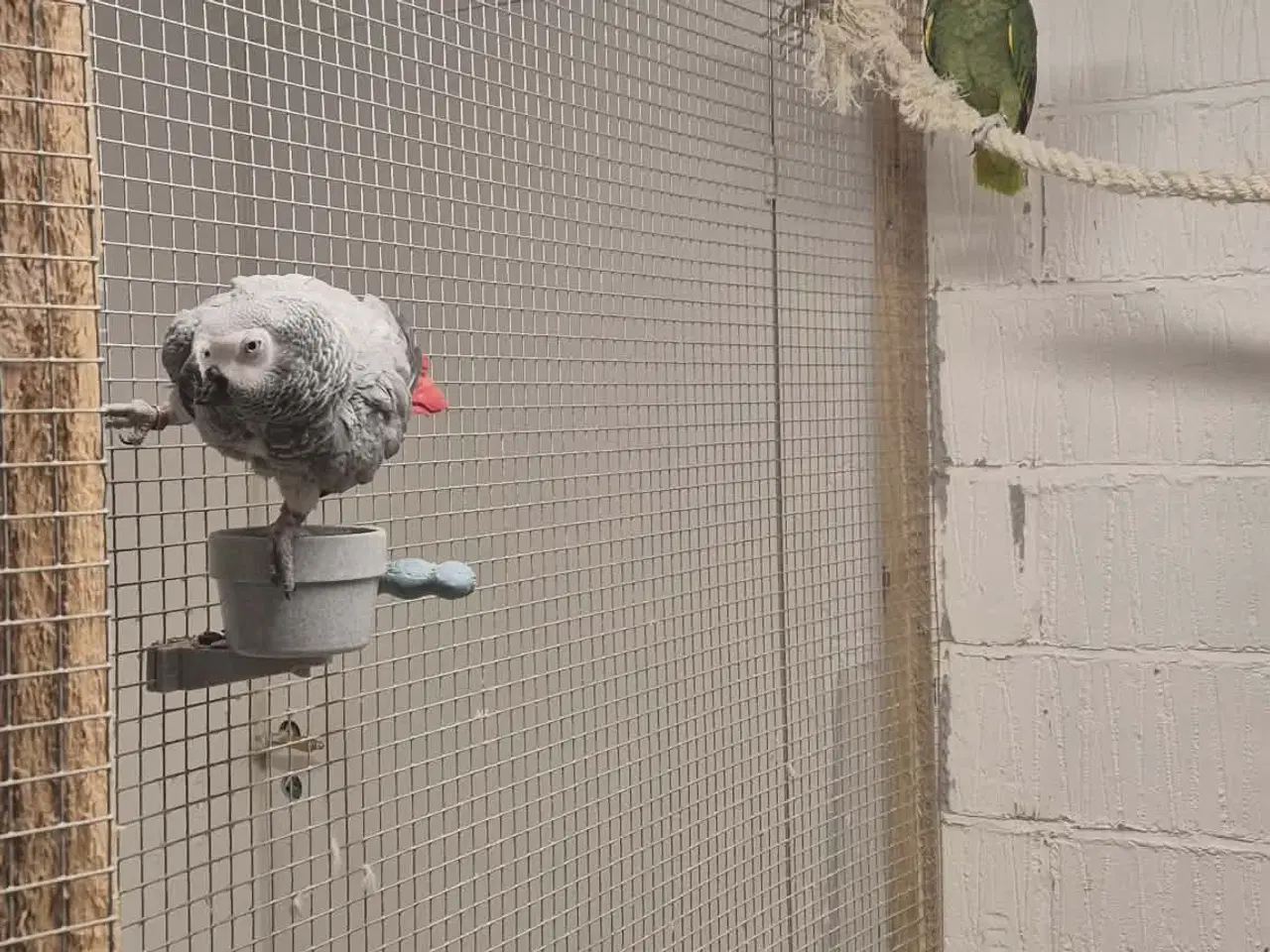 Billede 3 - 2 x Grå jaco & 1x Venuezela -papegøjer fælles hjem