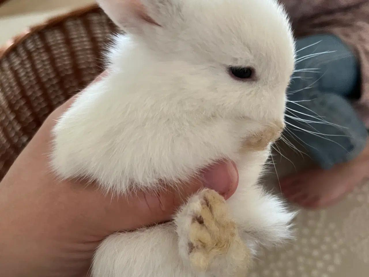 Billede 4 - Minilop/lionlop unger sælges 🐰