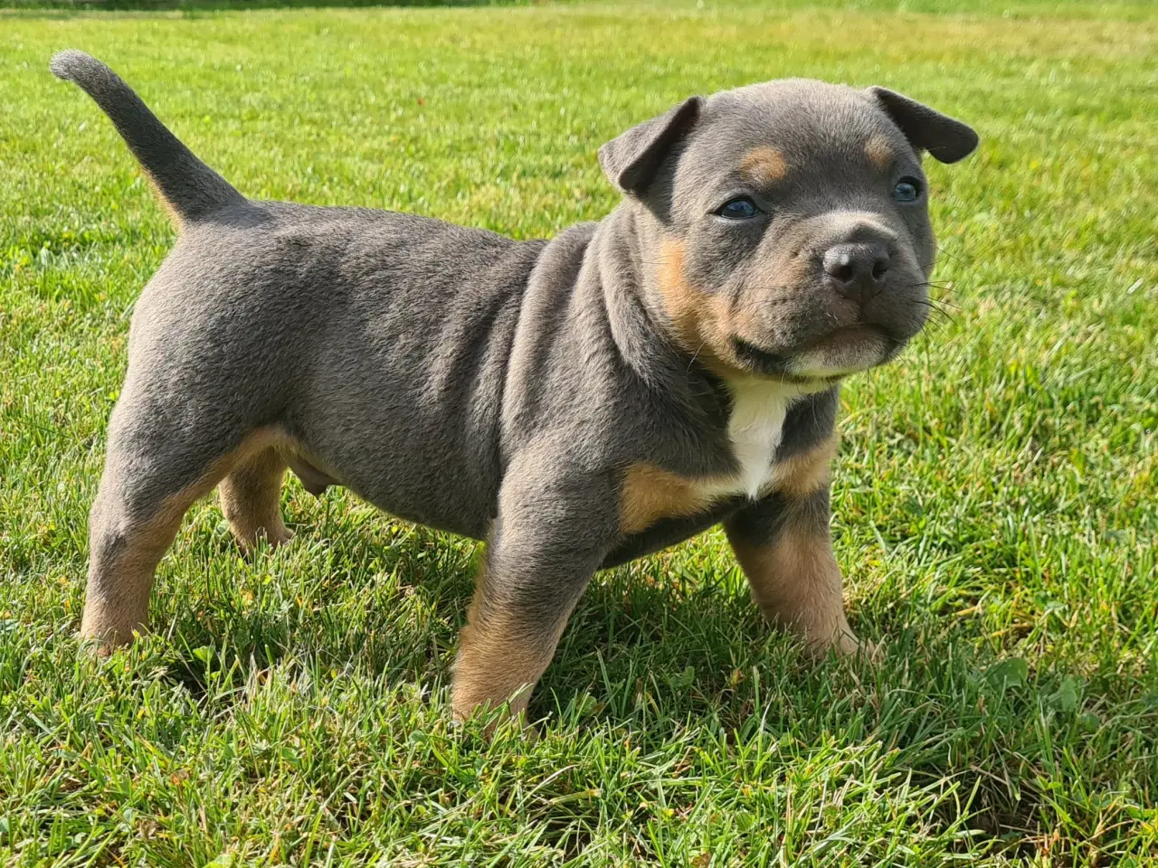 Billede 2 - American Bully Pocket Abkc Dreng 