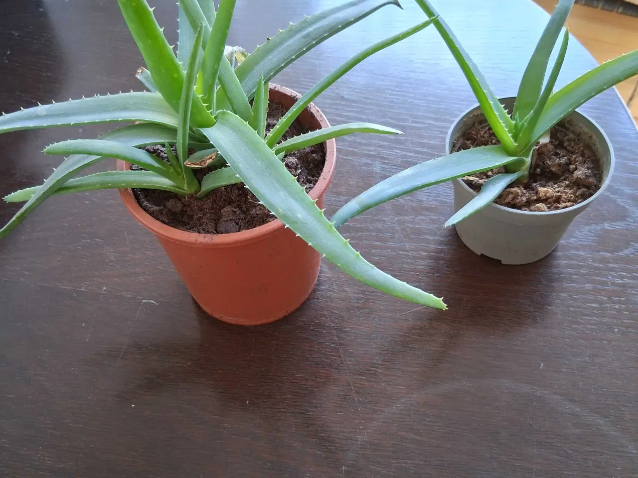 Billede 1 - Aloe vera
