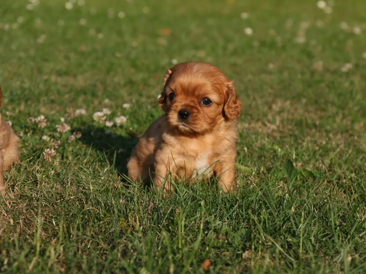Billede 10 - cavalier king charles spaniel