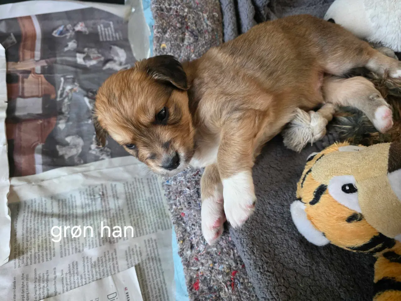 Billede 3 -  blandings hvalpe