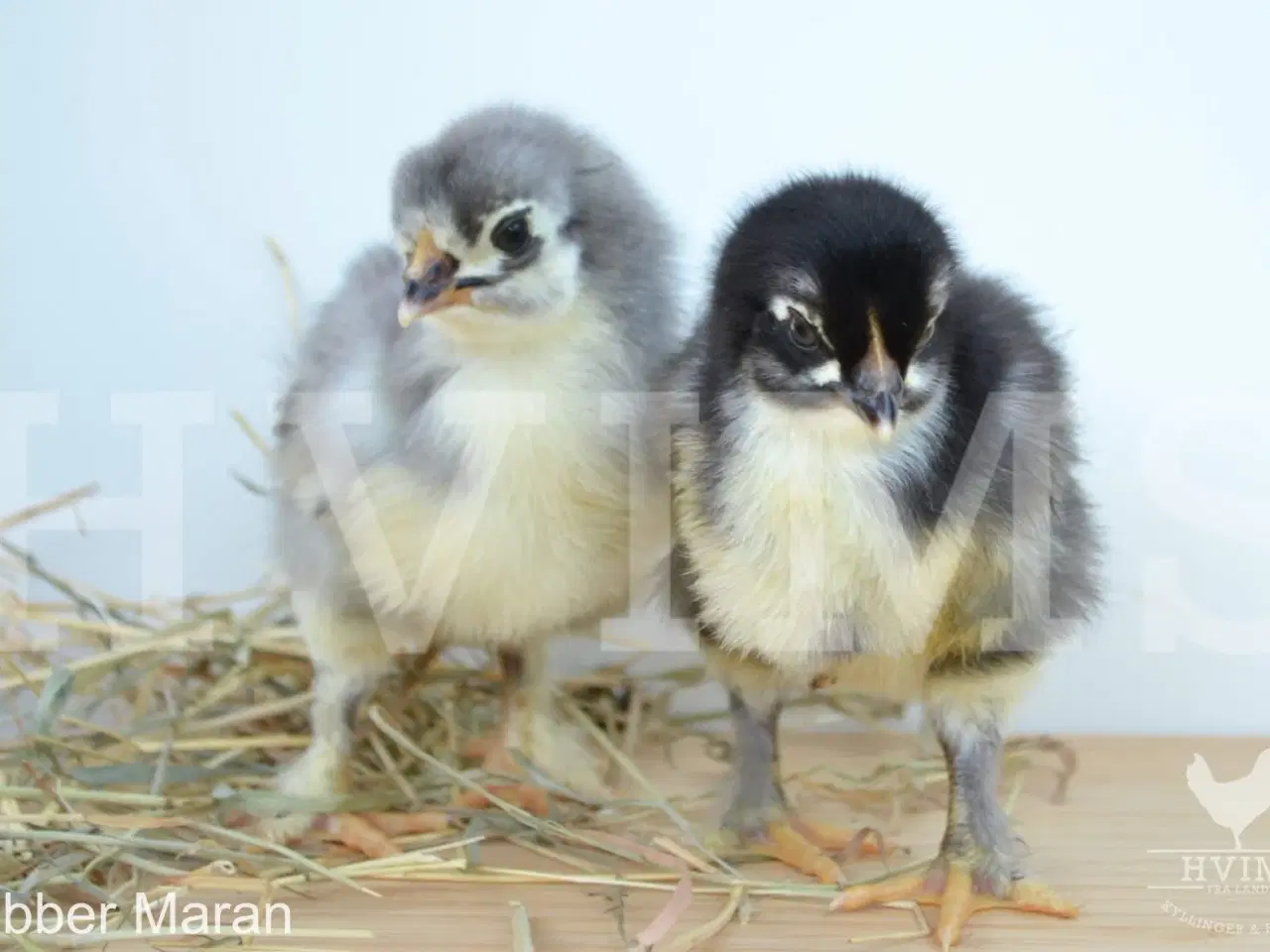 Billede 6 - Bestil DAGGAMLE kyllinger, rene racer & blandinger