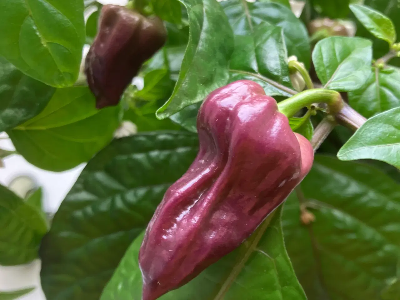 Billede 1 - Bhut jolokia purple chili frø