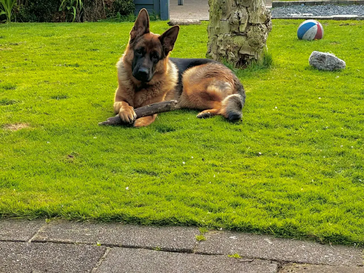 Billede 1 - Skøn schæfertæve på 1 år