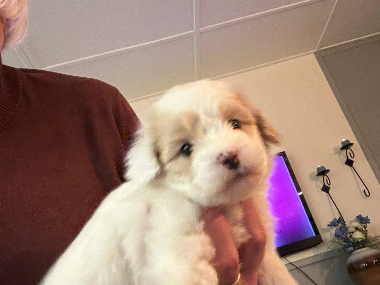 Billede 5 - Cottonpoo eller potton hvalpe