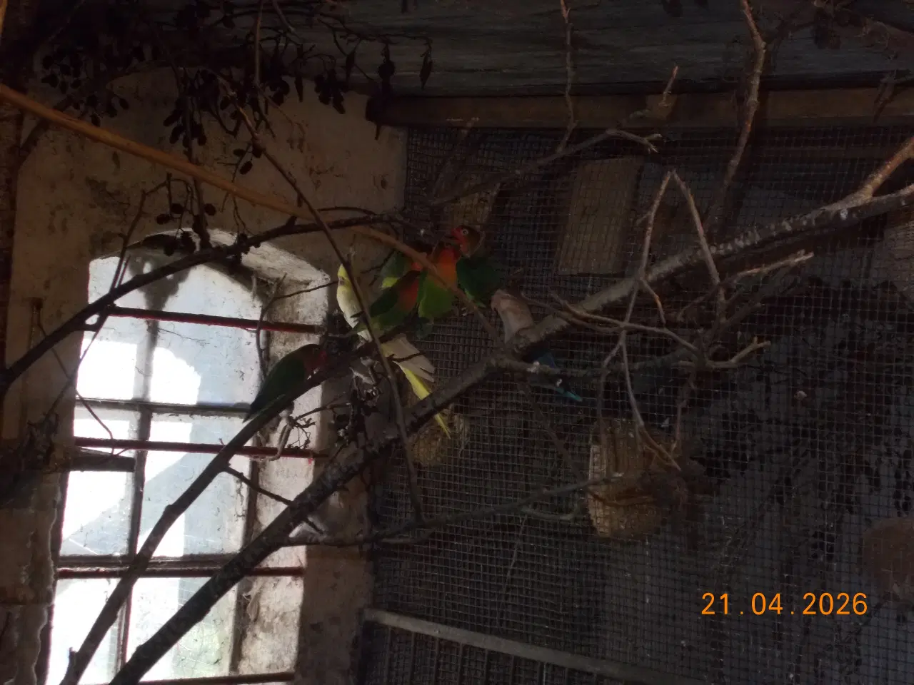 Billede 2 - Dværgpapegøjer