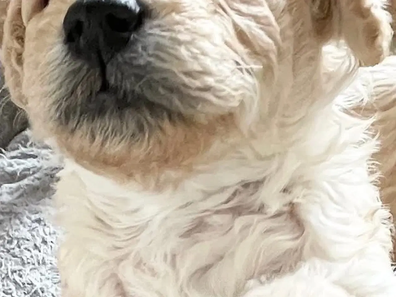 Billede 6 - Mini-labradoodle sælges