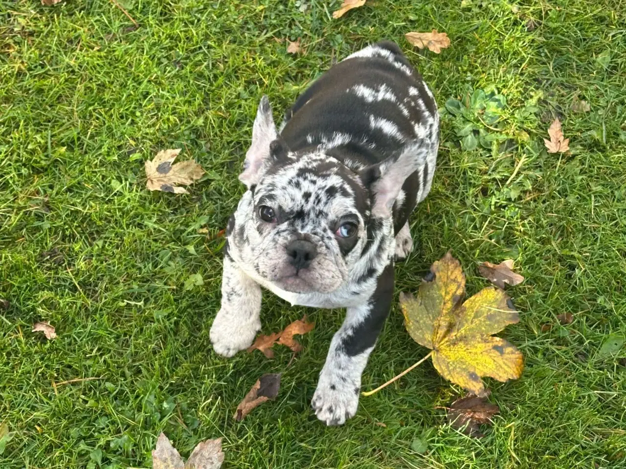 Billede 2 - Fransk bulldog Blå/Merle