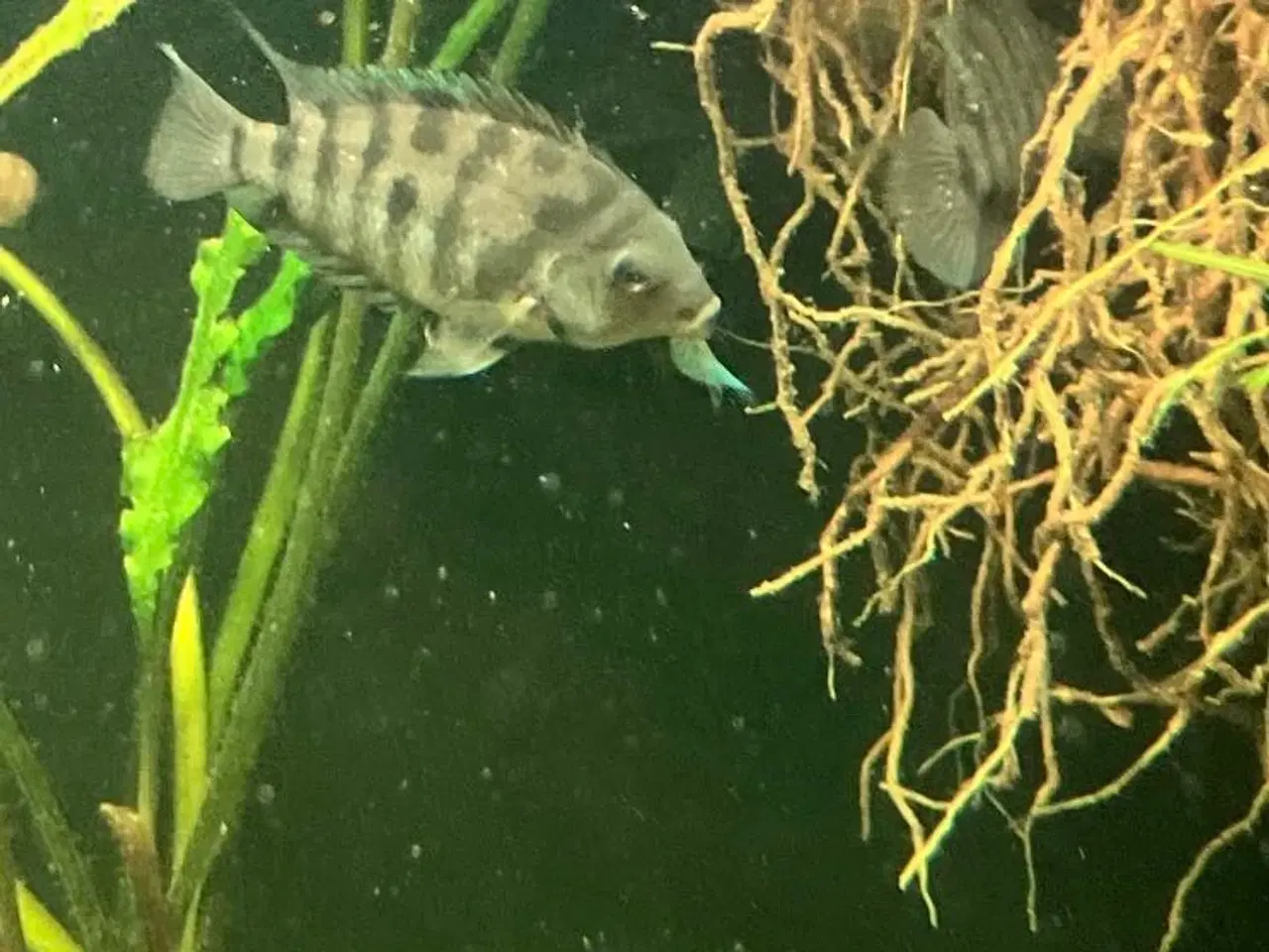 Billede 2 - Zebrecichlide