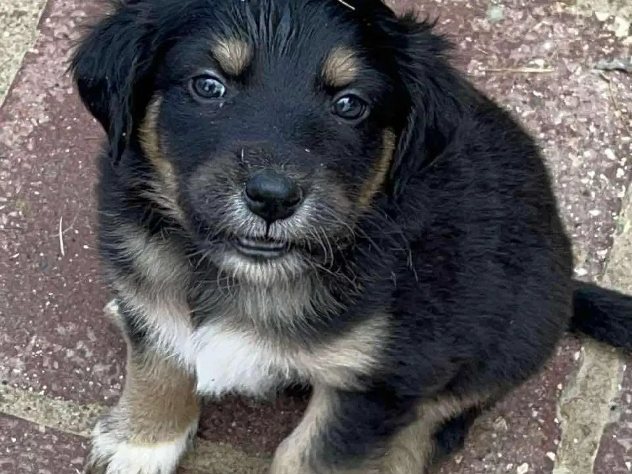 Billede 1 - Donut søger sin egen familie❤️