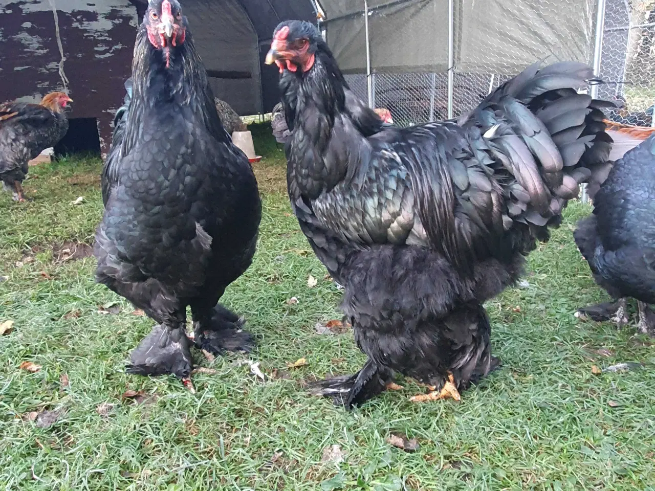 Billede 1 - Brahma sælges