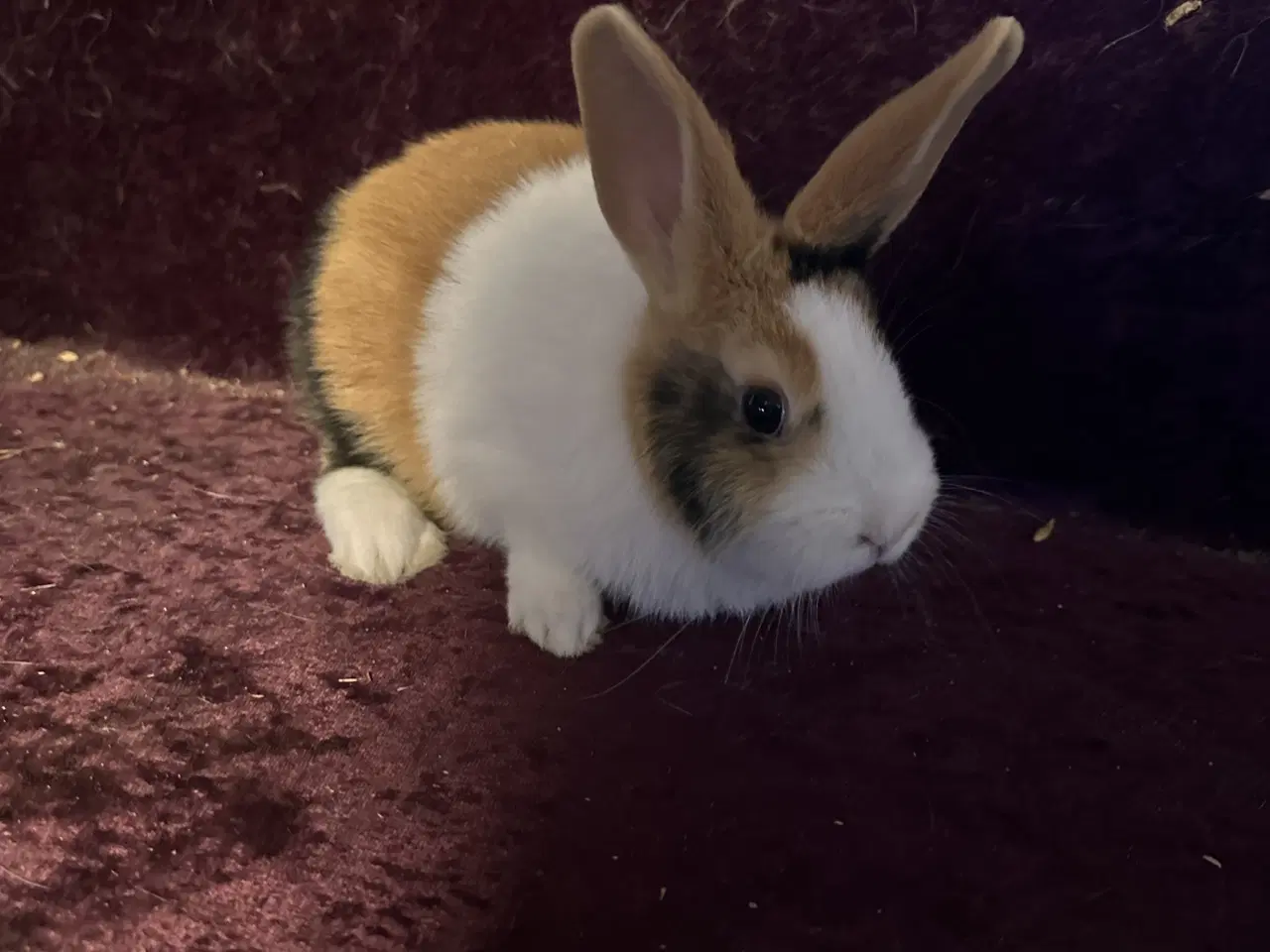 Billede 1 - Hollænder