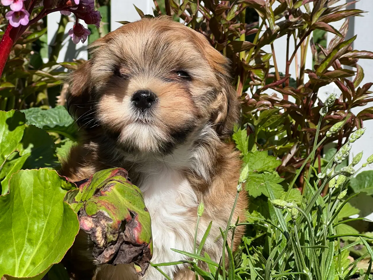 Billede 3 - 💕Skal sødeste Ditte være din 💕