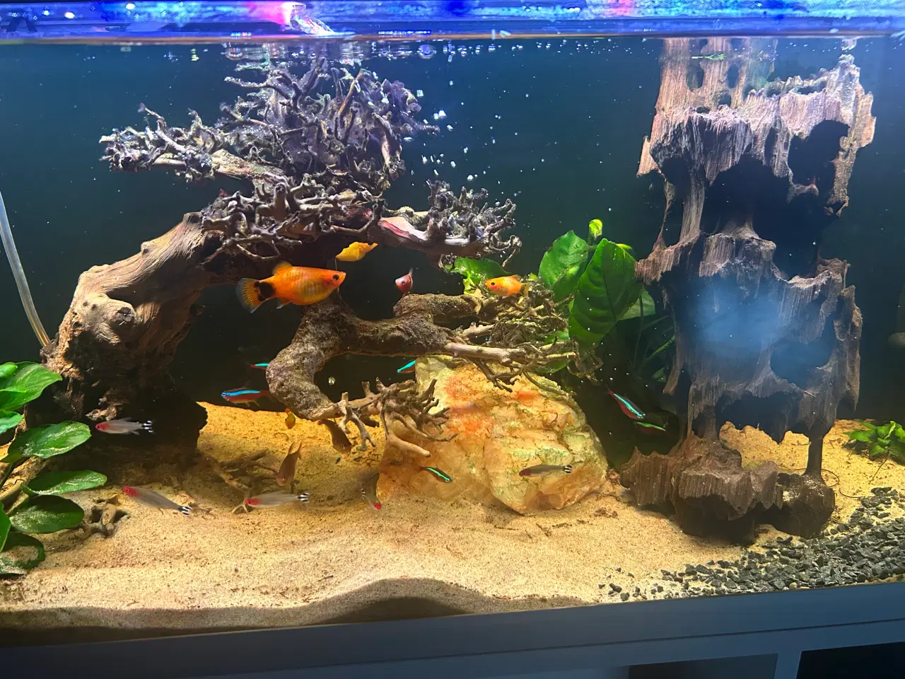 Billede 3 - Fineste akvarie + indhold sælges.