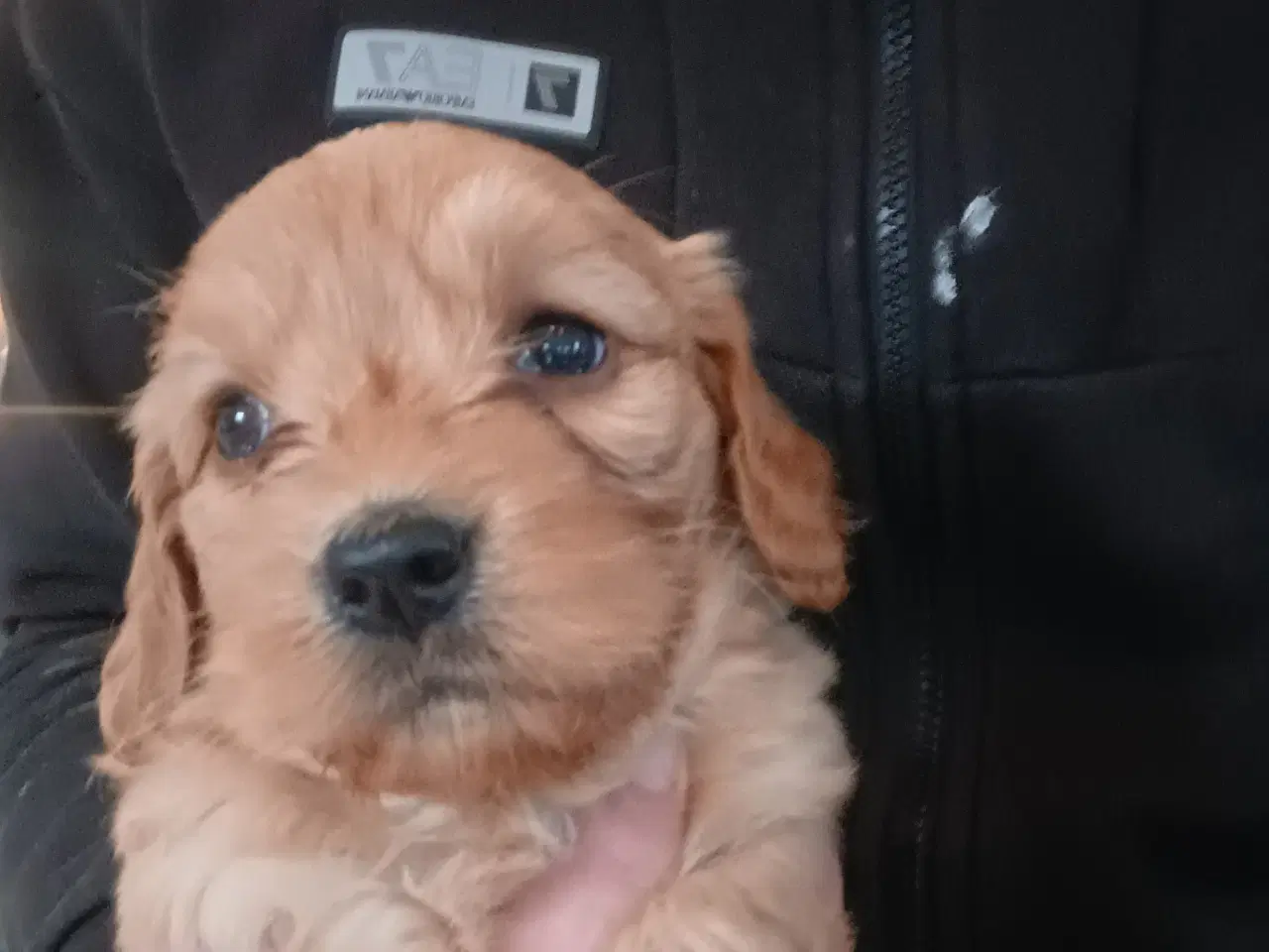 Billede 3 - Bomuldshund/langhåret Dværggravhund