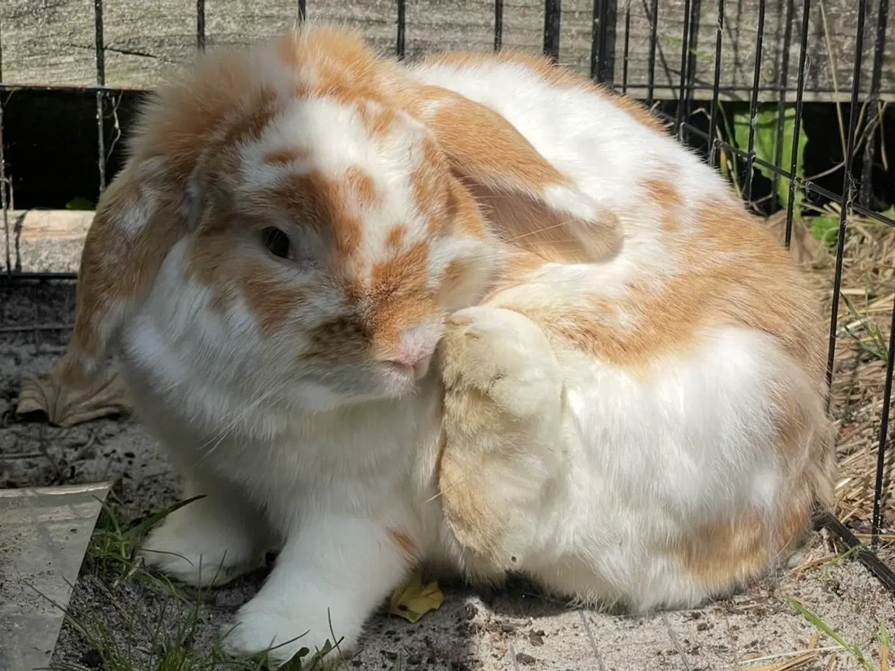 Billede 4 - Mini lop han, neutraliseret.. inkl. alt i “udstyr”