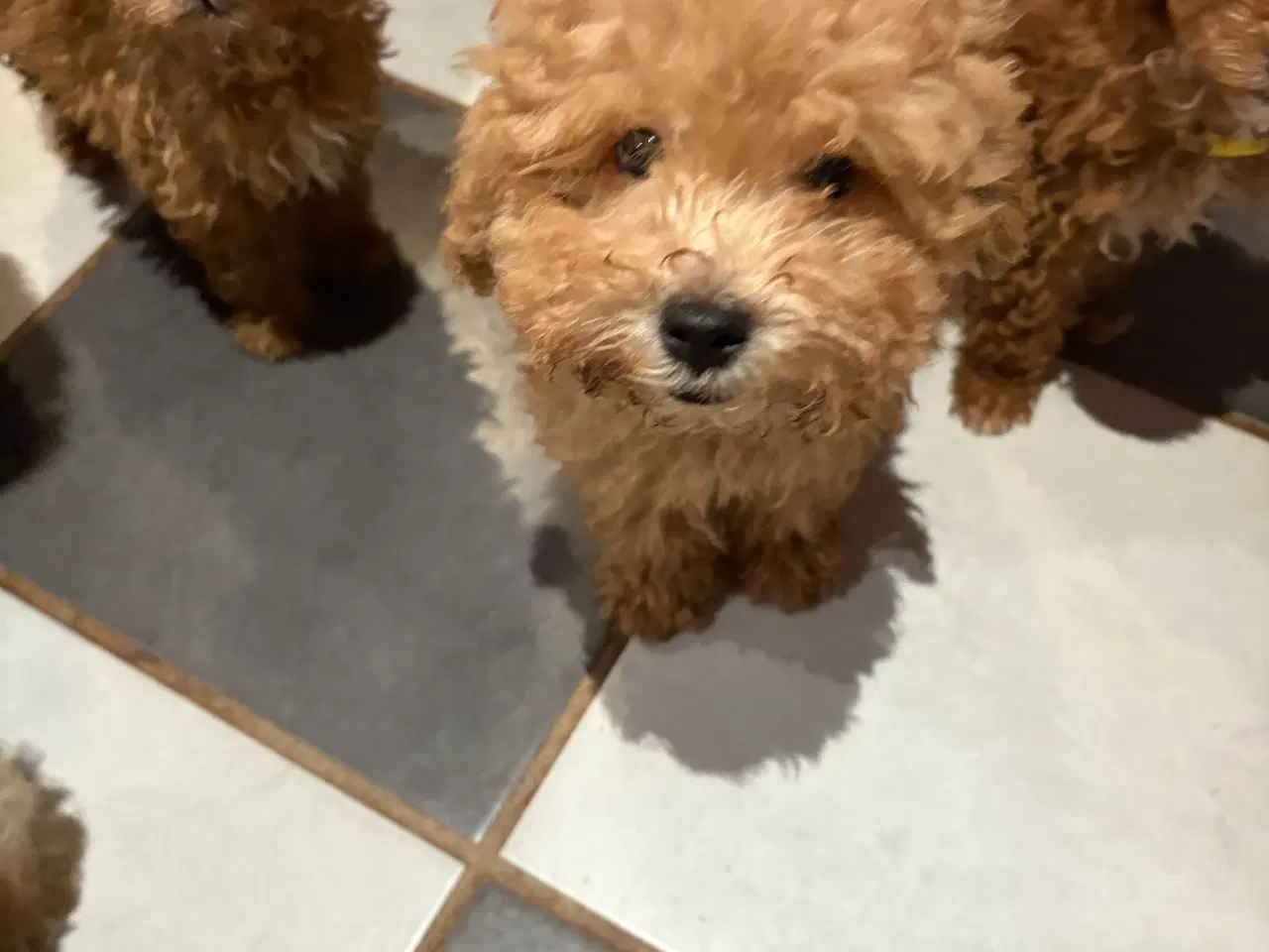 Billede 9 - Bedårende allergivenlige havapoo hvalpe