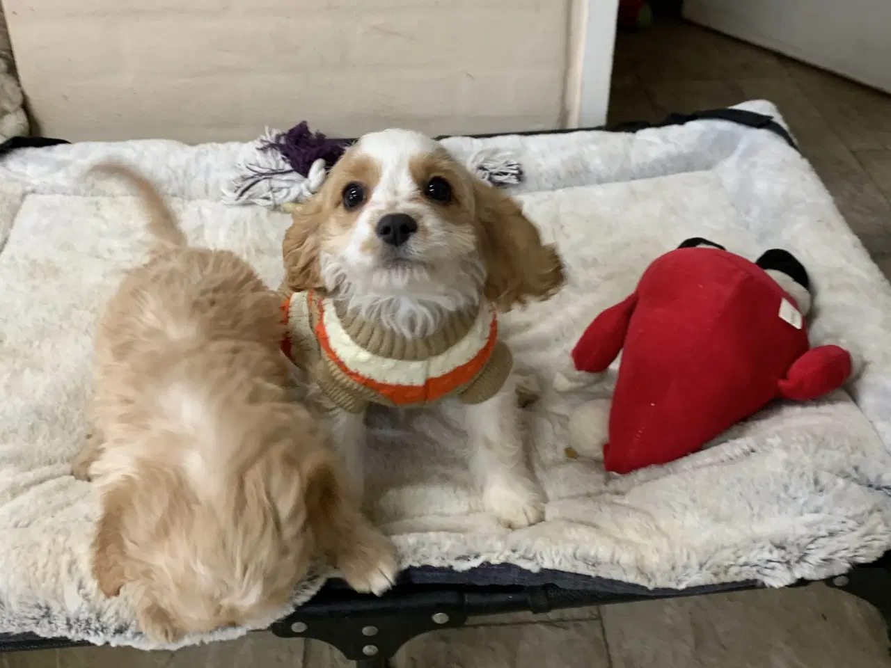 Billede 11 - Den yndigste cavapoo dreng er rejseklar 